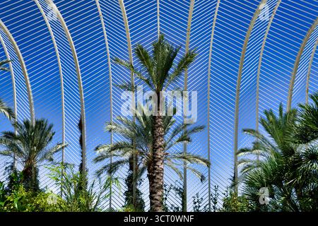 Tropische Palmen, eingerahmt von den markanten weißen Skelettbögen des Umbracle in Valencias Stadt der Künste und Wissenschaften (Ciutat de les Arts i les CI) Stockfoto