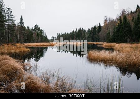 Malerischer schwedischer Waldteich im Spätherbst, goldbraune Sumpfgräser und Kiefern spiegeln sich im ruhigen reflektierenden Wasser Stockfoto