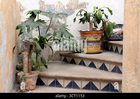 Drei Topfpflanzen befinden sich auf einer Reihe von Stufen, von denen eine ein kleiner Baum ist. Die Pflanzen werden in bunten Töpfen platziert, und die Szene hat eine lebendige. Ci Stockfoto