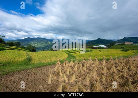 Reisernte mit Bündeln von Halmen, die auf dem Feld trocknen. Traditionelle landwirtschaftliche Landwirtschafts-Reiseaufnahme mit goldenem Strohtexturrenhintergrund und Kopierraum Stockfoto