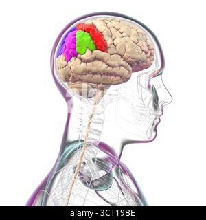 Illustration des Parietalgyri des Gehirns: Postzentral (rot), oberer Parietallumus (dunkelblau), unterer Parietalllumus mit supramarginalem Gyrus (grün), eckig (violett) und Precuneus (hellblau) Stockfoto