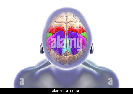 Illustration des Parietalgyri des Gehirns: Postzentral (rot), oberer Parietallumus (dunkelblau), unterer Parietalllumus mit supramarginalem Gyrus (grün), eckig (violett) und Precuneus (hellblau) Stockfoto