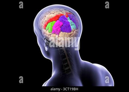 Illustration des Parietalgyri des Gehirns: Postzentral (rot), oberer Parietallumus (dunkelblau), unterer Parietalllumus mit supramarginalem Gyrus (grün), eckig (violett) und Precuneus (hellblau) Stockfoto
