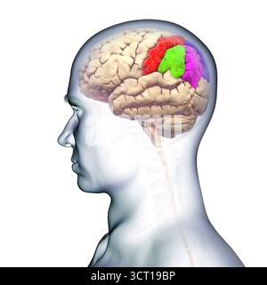 Illustration des Parietalgyri des Gehirns: Postzentral (rot), oberer Parietallumus (dunkelblau), unterer Parietalllumus mit supramarginalem Gyrus (grün), eckig (violett) und Precuneus (hellblau) Stockfoto