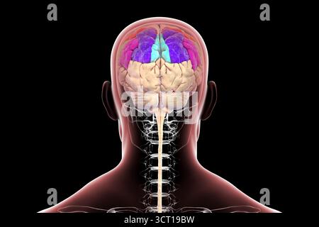 Illustration des Parietalgyri des Gehirns: Postzentral (rot), oberer Parietallumus (dunkelblau), unterer Parietalllumus mit supramarginalem Gyrus (grün), eckig (violett) und Precuneus (hellblau) Stockfoto