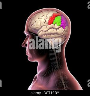 Illustration des Parietalgyri des Gehirns: Postzentral (rot), oberer Parietallumus (dunkelblau), unterer Parietalllumus mit supramarginalem Gyrus (grün), eckig (violett) und Precuneus (hellblau) Stockfoto