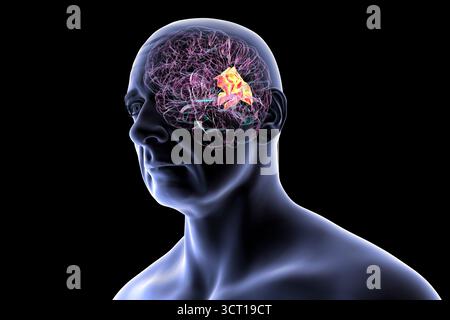 Illustration eines menschlichen Gehirns mit hervorgehobenem Precuneus gyrus. Diese Region war an Gedächtnis, Selbstwahrnehmung und visueller Verarbeitung beteiligt. Stockfoto