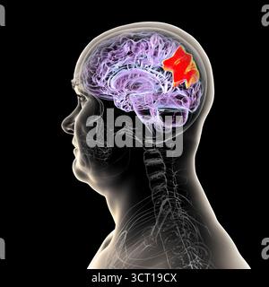 Illustration eines menschlichen Gehirns mit hervorgehobenem Precuneus gyrus. Diese Region war an Gedächtnis, Selbstwahrnehmung und visueller Verarbeitung beteiligt. Stockfoto