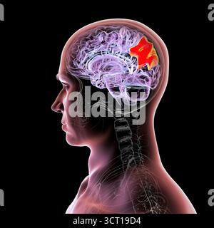 Illustration eines menschlichen Gehirns mit hervorgehobenem Precuneus gyrus. Diese Region war an Gedächtnis, Selbstwahrnehmung und visueller Verarbeitung beteiligt. Stockfoto
