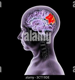 Illustration eines menschlichen Gehirns mit hervorgehobenem Precuneus gyrus. Diese Region war an Gedächtnis, Selbstwahrnehmung und visueller Verarbeitung beteiligt. Stockfoto