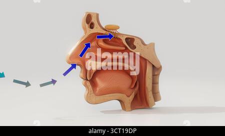 Geruchssinn, konzeptionelle Illustration. Die Luft wird durch die Nase eingeatmet und passiert den Riechbulbus (oval mit Vorsprüngen), das Geruchsorgan. Stockfoto
