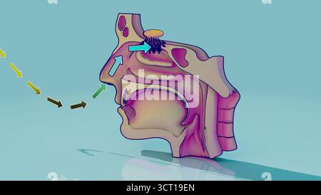 Geruchssinn, konzeptionelle Illustration. Die Luft wird durch die Nase eingeatmet und passiert den Riechbulbus (oval mit Vorsprüngen), das Geruchsorgan. Stockfoto