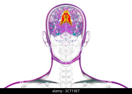 Illustration eines menschlichen Gehirns mit hervorgehobenem Precuneus gyrus. Diese Region ist an Gedächtnis, Selbstwahrnehmung und visueller Verarbeitung beteiligt. Stockfoto