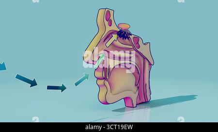 Geruchssinn, konzeptionelle Illustration. Die Luft wird durch die Nase eingeatmet und passiert den Riechbulbus (oval mit Vorsprüngen), das Geruchsorgan. Stockfoto