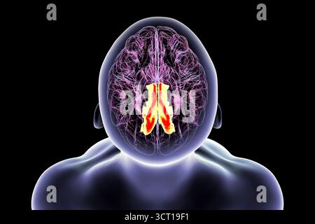 Illustration eines menschlichen Gehirns mit hervorgehobenem Precuneus gyrus. Diese Region ist an Gedächtnis, Selbstwahrnehmung und visueller Verarbeitung beteiligt. Stockfoto