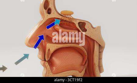 Geruchssinn, konzeptionelle Illustration. Die Luft wird durch die Nase eingeatmet und passiert den Riechbulbus (oval mit Vorsprüngen), das Geruchsorgan. Stockfoto