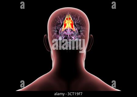 Illustration eines menschlichen Gehirns mit hervorgehobenem Precuneus gyrus. Diese Region ist an Gedächtnis, Selbstwahrnehmung und visueller Verarbeitung beteiligt. Stockfoto