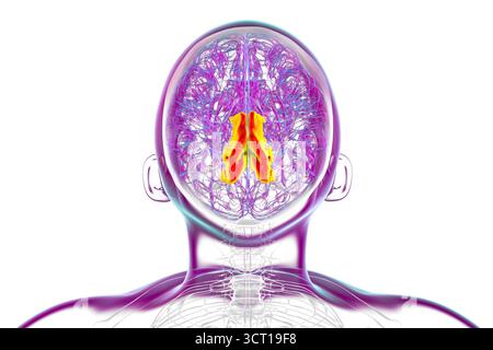 Illustration eines menschlichen Gehirns mit hervorgehobenem Precuneus gyrus. Diese Region ist an Gedächtnis, Selbstwahrnehmung und visueller Verarbeitung beteiligt. Stockfoto