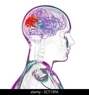 Illustration eines menschlichen Gehirns mit hervorgehobenem Precuneus gyrus. Diese Region ist an Gedächtnis, Selbstwahrnehmung und visueller Verarbeitung beteiligt. Stockfoto