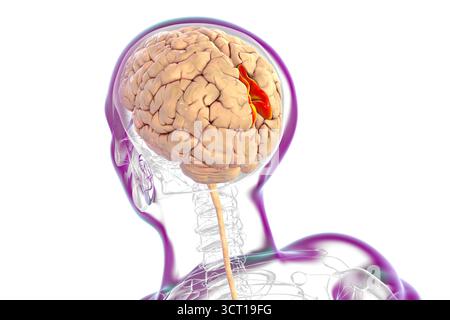Illustration eines menschlichen Gehirns mit hervorgehobenem Precuneus gyrus. Diese Region ist an Gedächtnis, Selbstwahrnehmung und visueller Verarbeitung beteiligt. Stockfoto