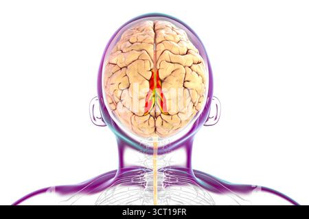 Illustration eines menschlichen Gehirns mit hervorgehobenem Precuneus gyrus. Diese Region ist an Gedächtnis, Selbstwahrnehmung und visueller Verarbeitung beteiligt. Stockfoto