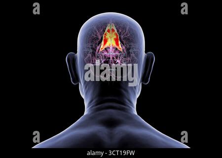 Precuneus gyrus, Illustration im älteren Gehirn, beteiligt am Gedächtnis, visuoräumliche Verarbeitung, und früh in Alzheimer-Krankheit betroffen. Stockfoto