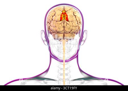 Illustration eines menschlichen Gehirns mit hervorgehobenem Precuneus gyrus. Diese Region ist an Gedächtnis, Selbstwahrnehmung und visueller Verarbeitung beteiligt. Stockfoto
