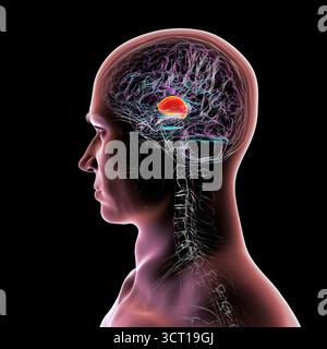 Abbildung eines menschlichen Gehirns mit hervorgehobenem Thalamus (rot), zeigt die gepaarten Strukturen der tiefen grauen Substanz, die sensorische und motorische Signale an die Großhirnrinde weiterleiten. Stockfoto
