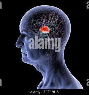 Abbildung des menschlichen Gehirns einer älteren Person mit hervorgehobenem Thalamus (rot), zeigt die gepaarten Strukturen der tiefen grauen Substanz, die sensorische und motorische Signale an die Großhirnrinde weiterleiten. Stockfoto