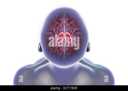 Abbildung eines menschlichen Gehirns mit hervorgehobenem Thalamus (rot), zeigt die gepaarten Strukturen der tiefen grauen Substanz, die sensorische und motorische Signale an die Großhirnrinde weiterleiten. Stockfoto