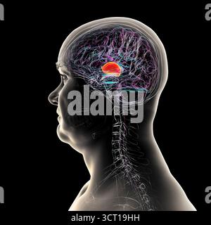 Abbildung eines menschlichen Gehirns mit hervorgehobenem Thalamus (rot), zeigt die gepaarten Strukturen der tiefen grauen Substanz, die sensorische und motorische Signale an die Großhirnrinde weiterleiten. Stockfoto