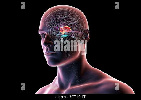 Abbildung eines menschlichen Gehirns mit hervorgehobenem Thalamus (rot), zeigt die gepaarten Strukturen der tiefen grauen Substanz, die sensorische und motorische Signale an die Großhirnrinde weiterleiten. Stockfoto
