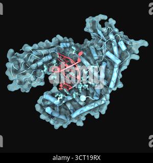 Darstellung der Kristallstruktur der humanen DNA (Desoxyribonukleinsäure)-Polymerase Theta, wobei ihr aktives Zentrum und die DNA/RNA (Ribonukleinsäure)-Bindungsbereiche hervorgehoben werden. Die Struktur bietet Einblicke in die Art und Weise, wie das Enzym die RNA-vorgestellte DNA-Reparatur vermittelt. Stockfoto