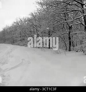 Ein ruhiges Schwarz-weiß-Archivfoto aus den 1970er Jahren, das eine ruhige Winterszene in der Mayaky Forestry, der Ukrainischen SSR, darstellt. Das Bild zeigt einen schneebedeckten Pfad, der sich durch einen Laubwald schlängelt, wo jeder Ast zart mit Schnee bedeckt ist. In einer Ansicht sieht man eine einfache Parkbank aus Holz, die halb in einer tiefen Schneelage begraben ist. Diese atmosphärische und minimalistische „Winterskizze“ fängt perfekt die tiefe Stille und die ruhige Schönheit der Wälder im tiefen Winter ein Stockfoto