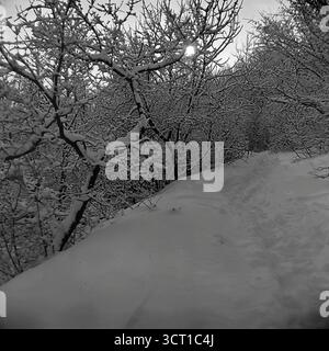 Ein bezauberndes Schwarz-weiß-Archivfoto aus den 1970er Jahren, das eine Winterwunderlandszene in den Wäldern von Sviatohirsk, ukrainische SSR, darstellt. Ein schmaler Pfad verschwindet in tiefem Schnee und schlängelt sich durch ein dichtes Dickicht aus Büschen und Bäumen. Jeder Zweig ist mit frischem Schnee beladen, was ein kompliziertes, magisches Muster erzeugt, während die schwache Sonne versucht, durch den bewölkten Himmel zu brechen. Dieses poetische und atmosphärische Bild fängt die ruhige, stille Schönheit eines märchenhaften Winterwaldes perfekt ein. Stockfoto