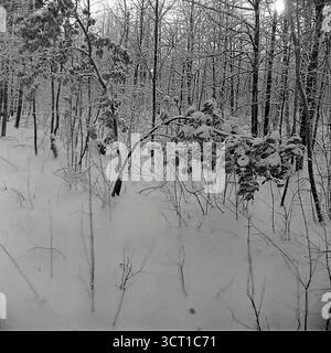Ein atmosphärisches Schwarz-weiß-Archivfoto aus den 1970er Jahren, das eine Winterwaldszene in der Mayaky Forestry, der Ukrainischen SSR, zeigt. Ein junger Baum wird unter dem schweren Gewicht des frisch gefallenen Schnees tief in den Boden gebeugt. Die Landschaft ist von tiefen, unberührten Schneeschwankungen bedeckt, und der umliegende Wald erzeugt ein dichtes, grafisches Muster. Diese poetische und minimalistische „Winterskizze“ fängt die ruhige Schönheit, Kraft und Widerstandsfähigkeit der Natur in den Tiefen des Winters ein Stockfoto