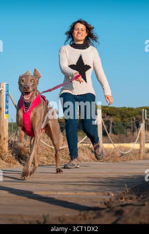 Glücklicher Weimaraner in einem pinkfarbenen Harness sprintet mit seiner lächelnden Besitzerin an der Leine auf einem Holzweg und genießt einen aktiven Spaziergang unter einem hellblauen Himmel Stockfoto