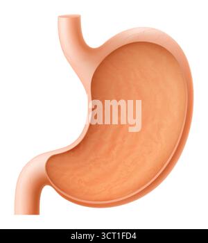 Menschliche Magenanatomie isoliert auf weißem Hintergrund. Der innere Organmagen des Menschen im Querschnitt. Gesunder menschlicher Magen, der den Verdauungsapparat reguliert Stock Vektor