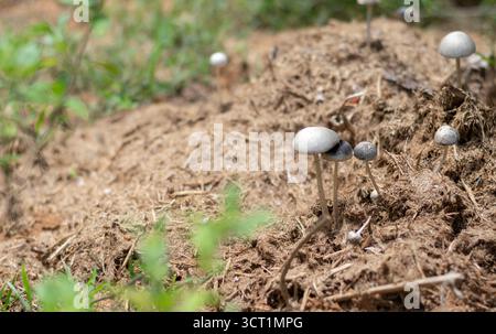 Wilde Pilze, möglicherweise aus der Gattung Panaeolus, die aus Kuh- oder Elefantendung auf einem Feld sprießen. Die Szene erfasst den Lebenszyklus von Pilzen und deren Stockfoto