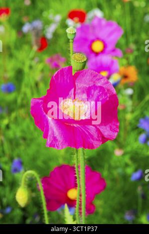 Maismohn (Papaver rhoeas), leuchtend rosa Blüte hebt sich auf einer blumenreichen Wiese hervor, farbenfrohe Blumenwiese, Schwäbisch Gmuend, Baden-Württemberg Stockfoto