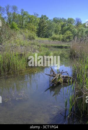 Biotope, Tittmoning, Bayern, Deutschland Stockfoto