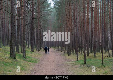 Kleine Figuren von Mann und Kind, die an einem bewölkten Tag in einem hohen Kiefernwald spazieren gehen Stockfoto