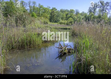 Biotope, Tittmoning, Bayern, Deutschland Stockfoto