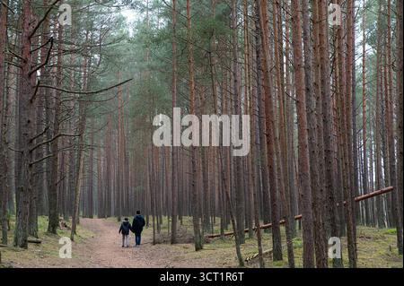 Kleine Figuren von Mann und Kind, die an einem bewölkten Tag in einem hohen Kiefernwald spazieren gehen Stockfoto