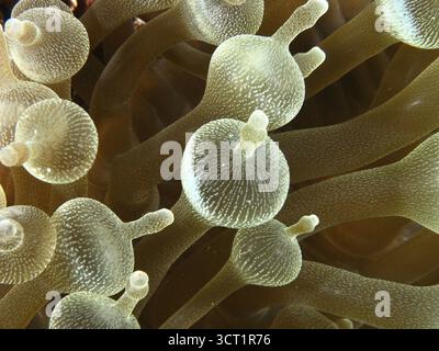 Nahaufnahme einer Blasenanemone (Entacmaea quadricolor) mit detaillierten Tentakeln. Tauchplatz Toyapakeh, Nusa Ceningan, Nusa Penida, Bali, Indonesien Stockfoto