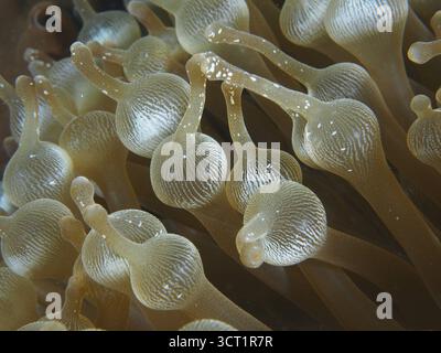 Detaillierte Nahaufnahme der Tentakeln einer Blasenanemone (Entacmaea quadricolor) unter Wasser. Tauchplatz Toyapakeh, Nusa Ceningan, Nusa Penida, Bali, Ind Stockfoto
