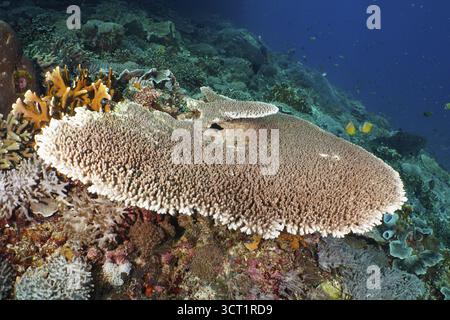 Hyacinth Table Coral (Acropora hyacinthus) mit umliegenden Korallen in einem farbenfrohen Riff. Tauchplatz Toyapakeh, Nusa Ceningan, Nusa Penida, Bali, Indones Stockfoto