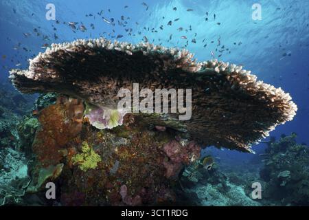 Hyazinth Table Coral (Acropora hyacinthus) im Meer umgeben von kleineren Fischen. Tauchplatz SD, Nusa Ceningan, Nusa Penida, Bali, Indonesien Stockfoto