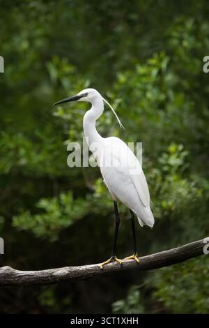Ganzkörper-Nahaufnahme eines kleinen Reihers (Egretta Grazetta), der auf einem Ast thront, üppiges grünes Laub im Hintergrund, vertikal Stockfoto