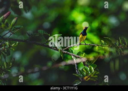 Ein leuchtend gelber sunbird thront anmutig auf frischen grünen Blättern neben einer kräftigen roten Hibiskusblüte, die die Harmonie der tropischen Tierwelt und des Flusses einfängt Stockfoto